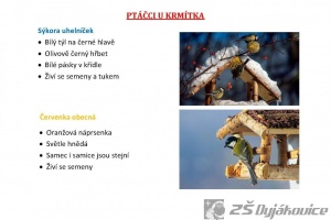 ptaci-hodinka-5