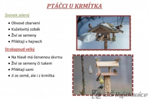 ptaci-hodinka-7