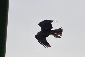 Zayferus - draví ptáci naživo