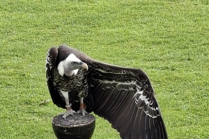 7b323c93-36ef-408b-a4b0-c6727ba9f6ab