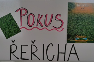 Řeřicha - pokus - 1. třída