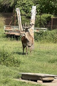 IMG_8267