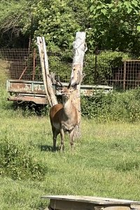 IMG_8268