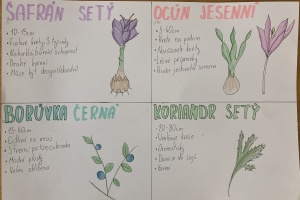 Léčivé byliny – Pč – 9. třída