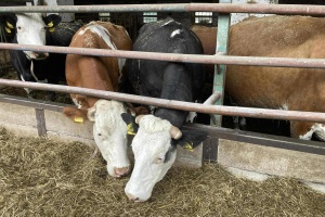 a666696b-3467-43f6-8ccd-d3525e40e80a