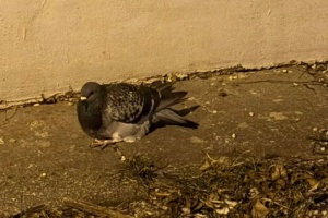 att.RrEHQ8hBjrLhl4TSl-QTs8O6tizHaNaE_MksKB6cMI4