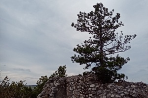 Buček Mikuláš 2 IMG-20250330-WA0004