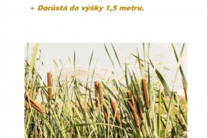 Debnarova-mokrady_1