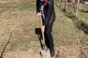 Výsadba ovocných stromů – 8. a 9. třída