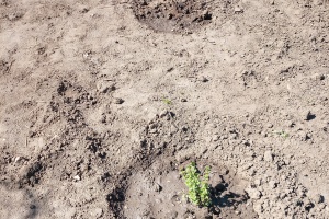 IMG_20250404_123446_2