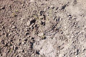 IMG_20250404_123453_7