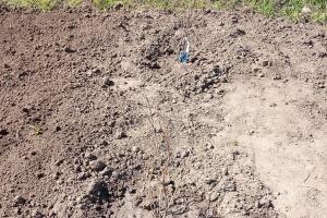 IMG_20250404_123459_9