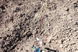 IMG_20250404_123507_8