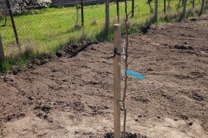 IMG_20250404_123616_4