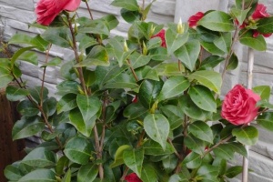 IMG_20250410_130313