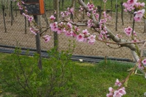 IMG_20250410_130444