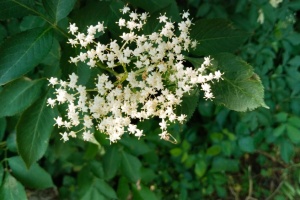 IMG_20250605_124444