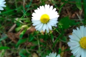 IMG_20250605_125727