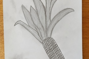 Kukuřice - 6. třída