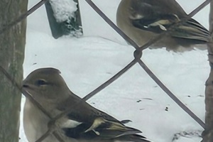 Screenshot_20260110_153320_Gallery