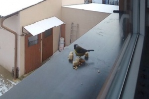 Screenshot_20260111_103056_Video Player