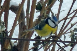 Screenshot_20260111_110843_Gallery