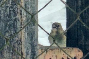 Screenshot_20260111_110945_Gallery