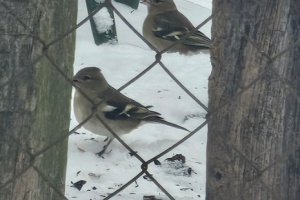 Screenshot_20260111_111027_Gallery