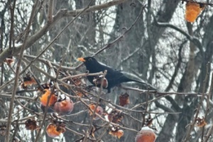 Screenshot_20260111_111044_Gallery