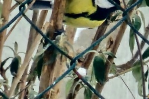 Screenshot_20260111_111217_Gallery