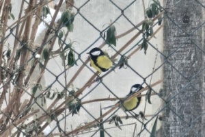 Screenshot_20260111_111257_Gallery