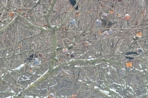 Screenshot_20260111_111350_Gallery