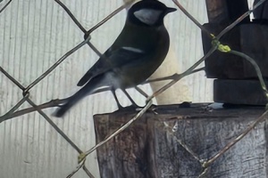 Screenshot_20260111_120109_Gallery