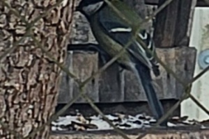 Screenshot_20260111_120202_Gallery