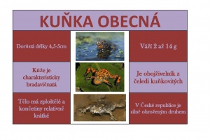 Tumova-kunka_obecna_(1)_1