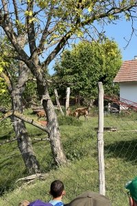 Jeleni farma (1)