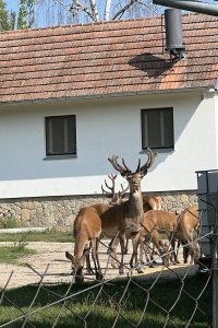 Jeleni farma (4)